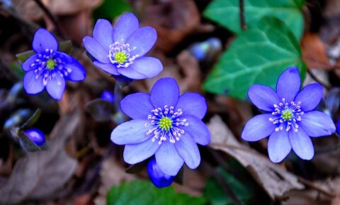 Iowa Arboretum & Gardens | Celebrating Trees, Gardening, & Outdoor ...