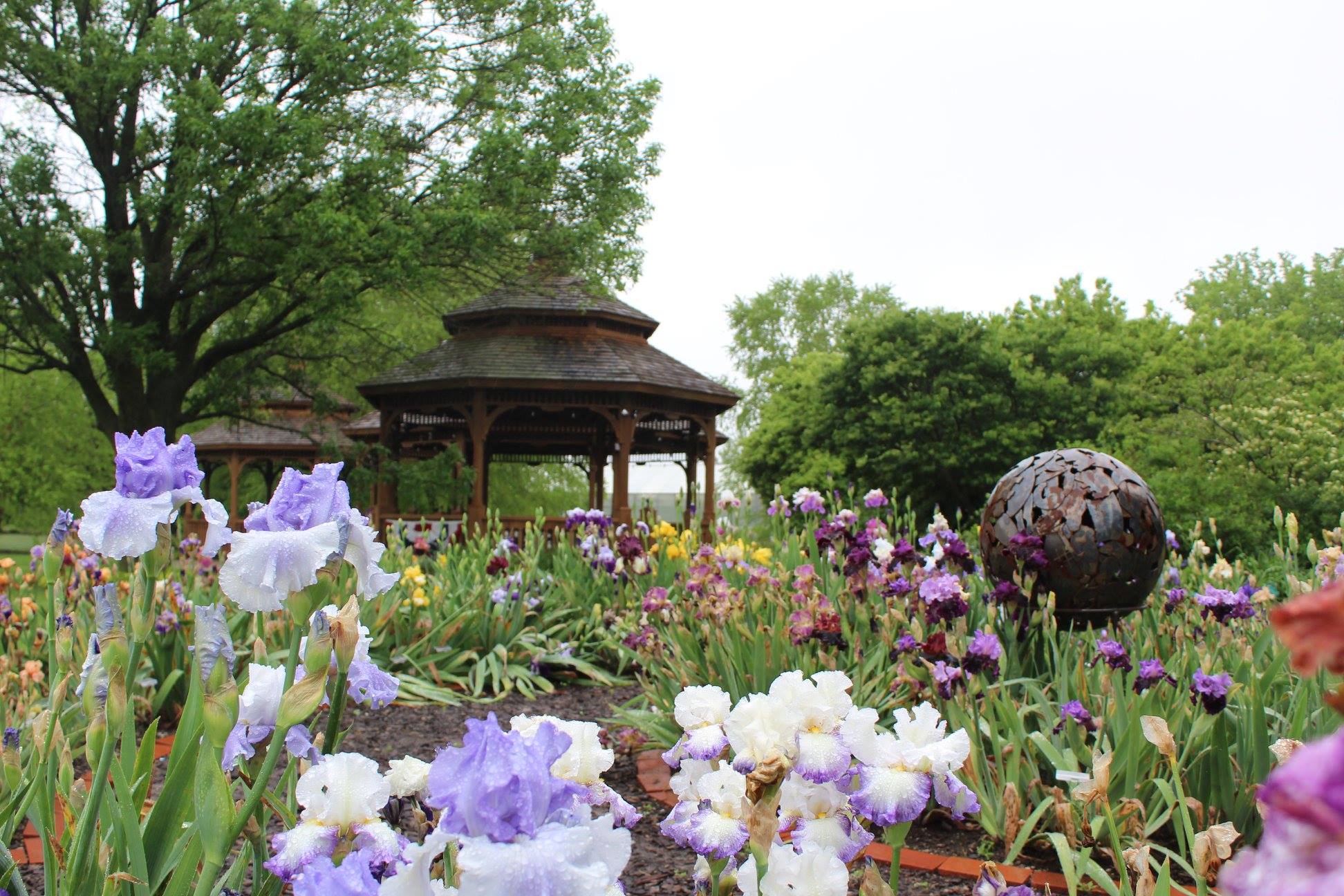 Iris & Daylily