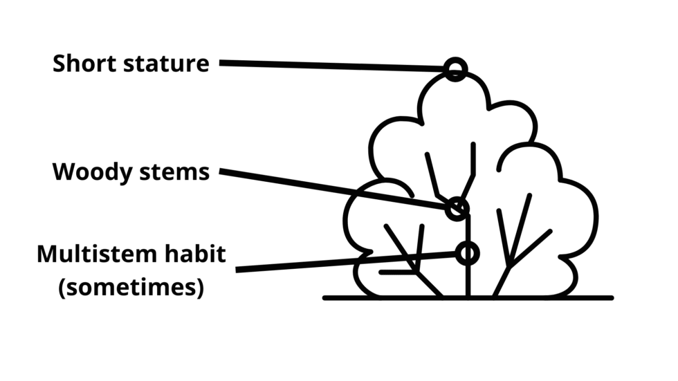 Shrub Border|Iowa Arboretum & Gardens