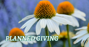 Group of white coneflowers