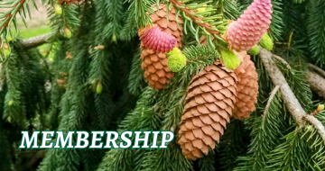 Pinecone cluster on a conifer tree