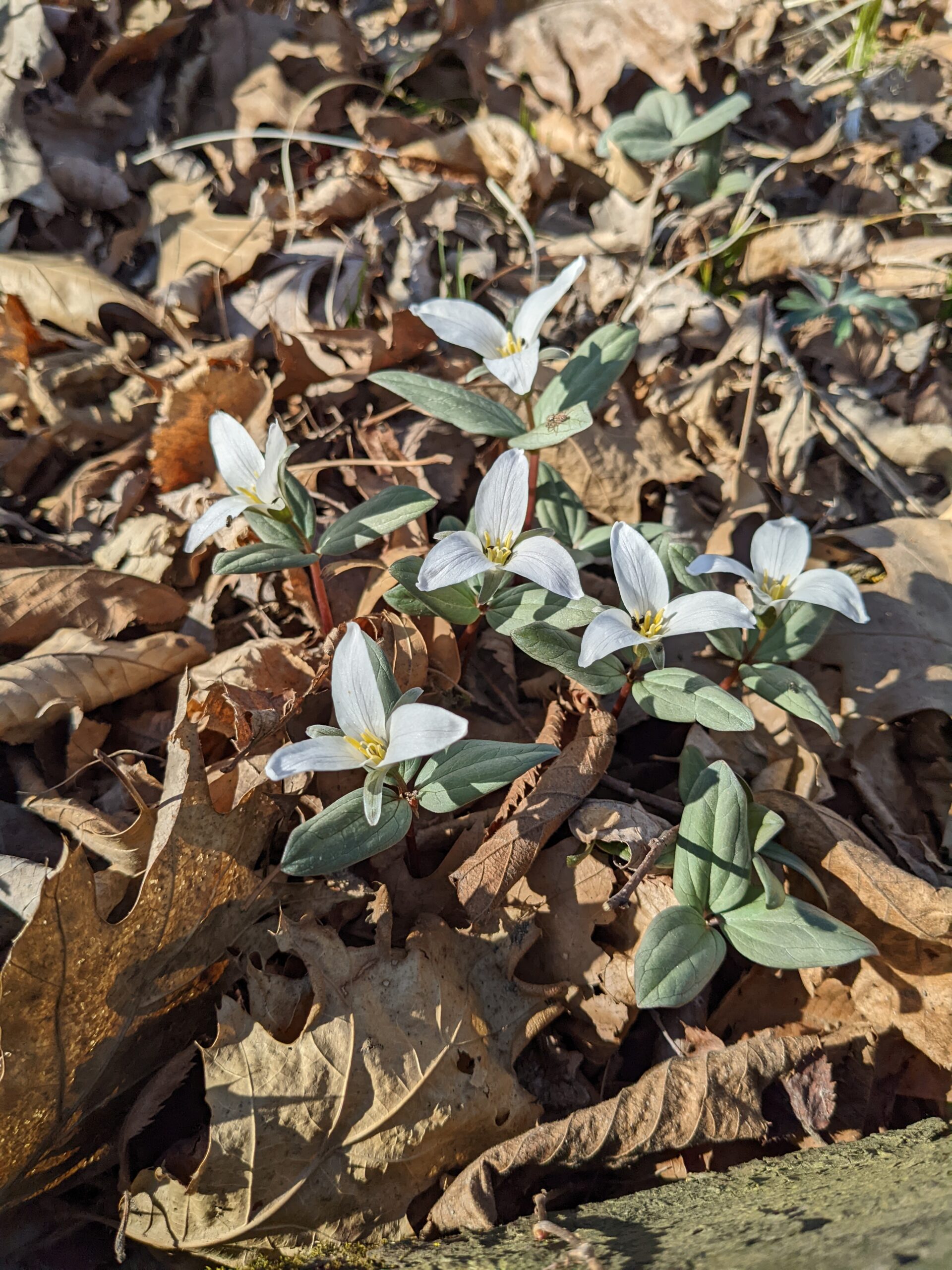 Spring flowers at the Iowa Arboretum and Gardens