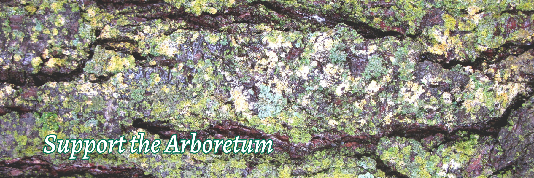 Green and gold tree bark 