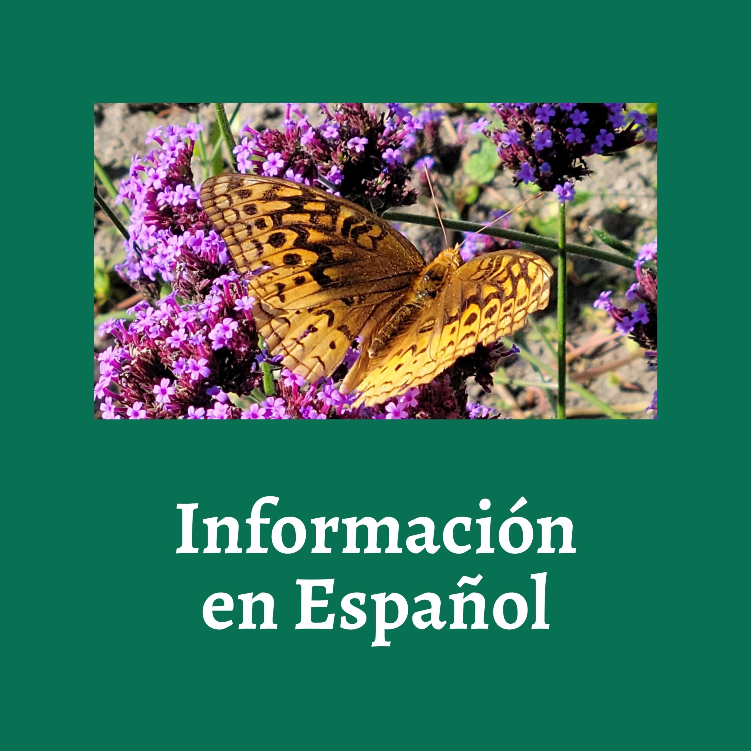 Informacion en Espanol Informacion en Espanol